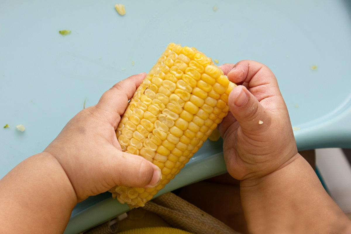 baby hands gripping half of a corn cob on a blue baby tray.